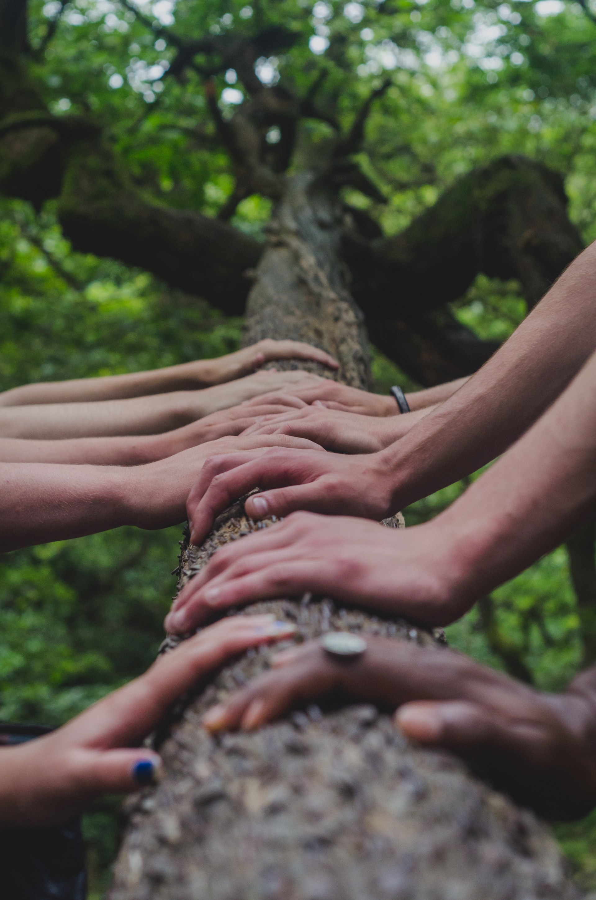 Photo of multiple peoples hands resting on a tree trunk